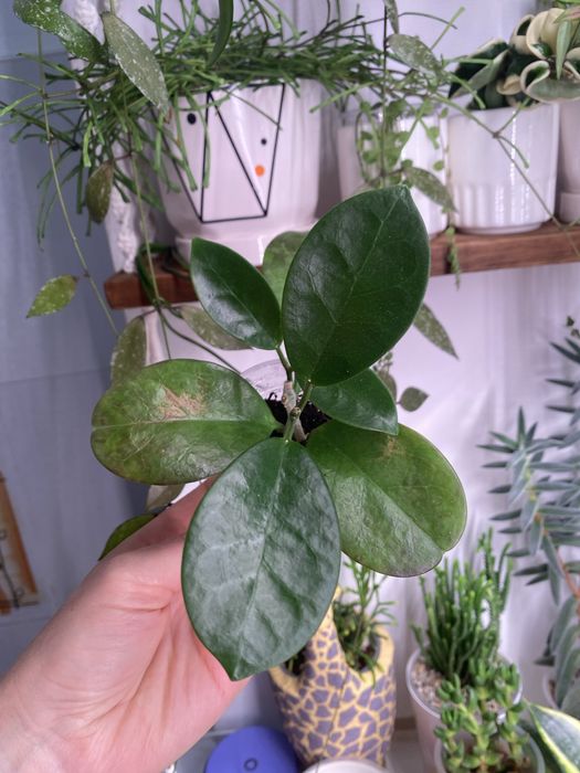 Комнатные цветы пррдам