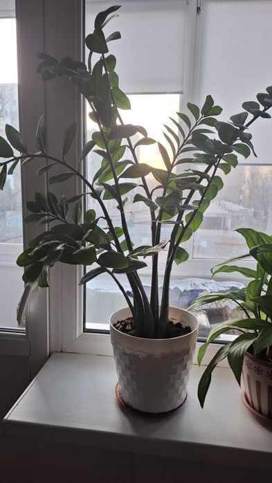 Доллар называет цветы