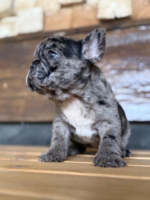 Bulldog Francez Merle