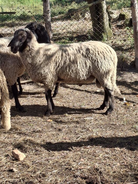 Vând berbeci rasa carabase