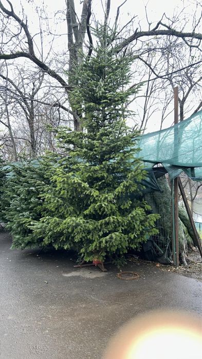 brazi naturali Abies normandian calitate premium 4-5 metri