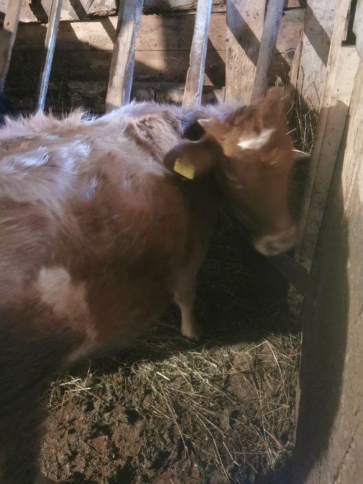 Vind juninca . Geamana.