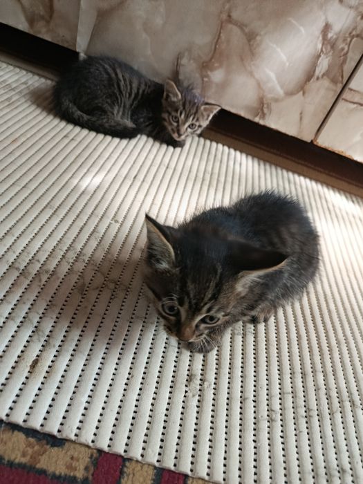 Котята мальчики 2 месяца в добрые руки