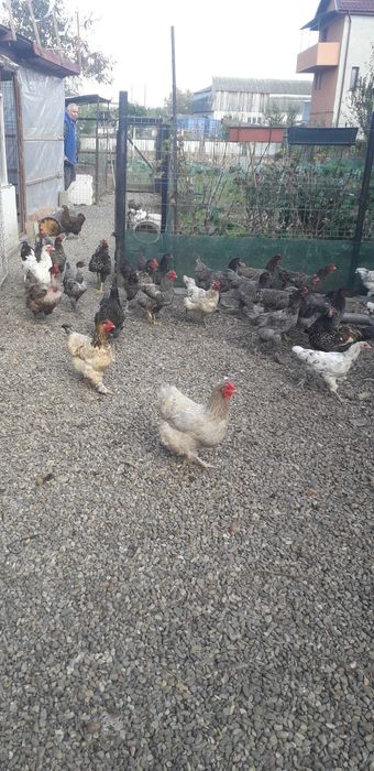 Vind gaini si pui crescute liber