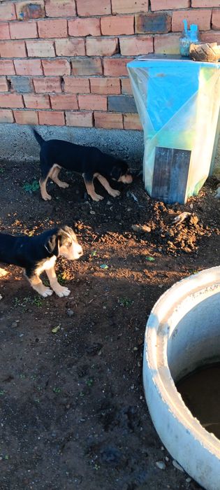 Подарявам кученца