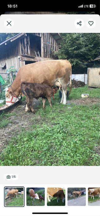 Vand vaca urgent pretul e super bun
