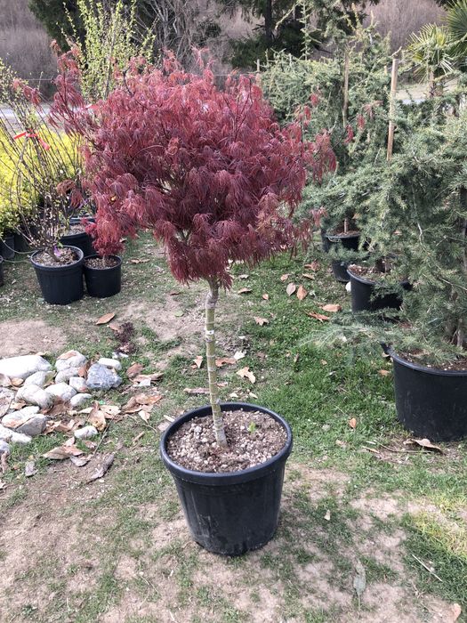 Maslini / Artar Japonez/ Bonsai