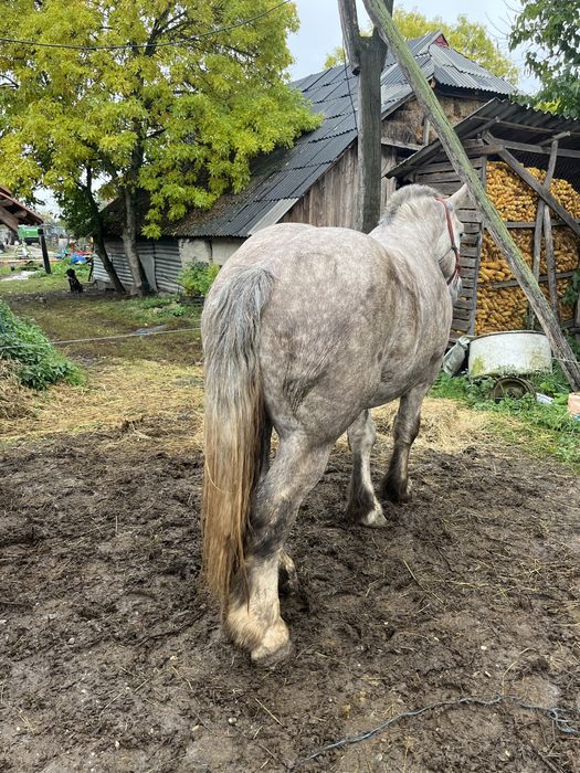 Vând Armăsar în vârstă de 4 ani