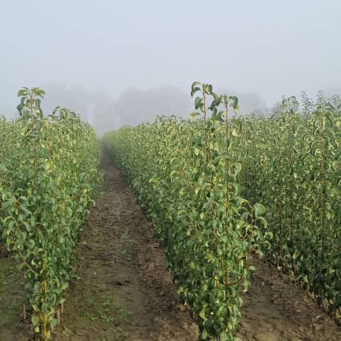 Pomi fructiferi clasici peri