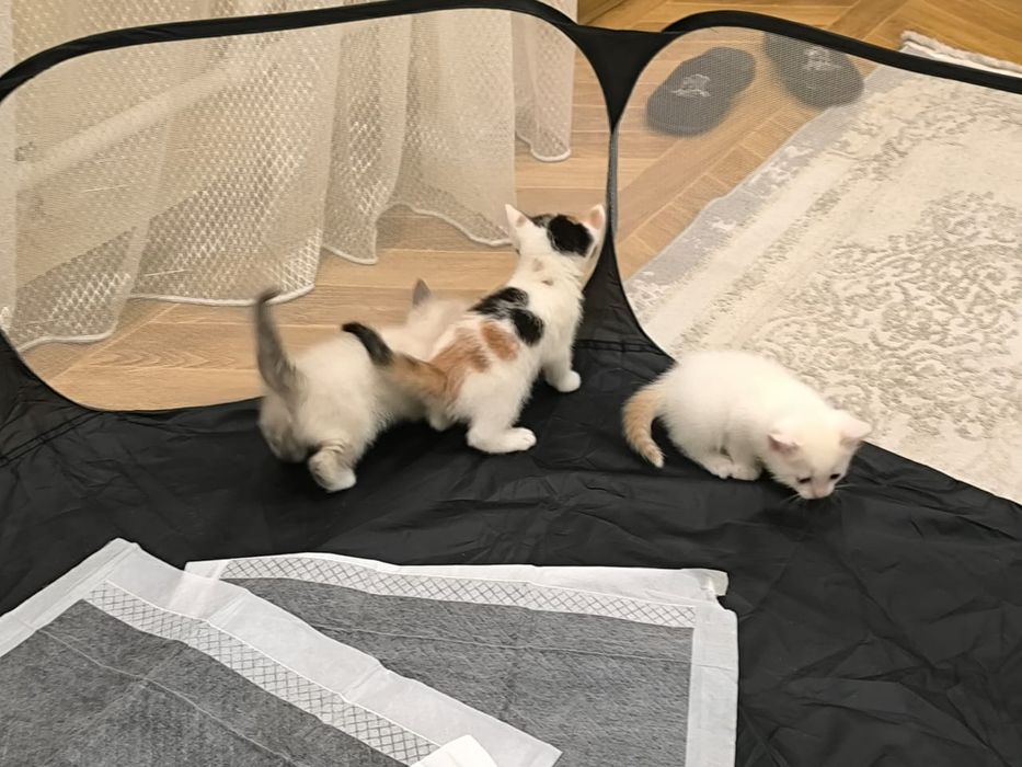 Отдадим котят в добрые руки