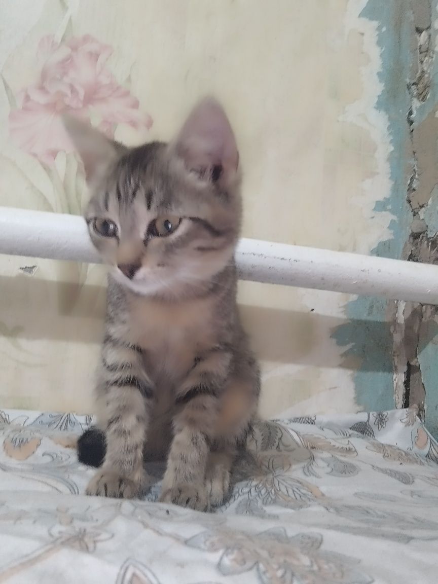 Котёнок  девочка