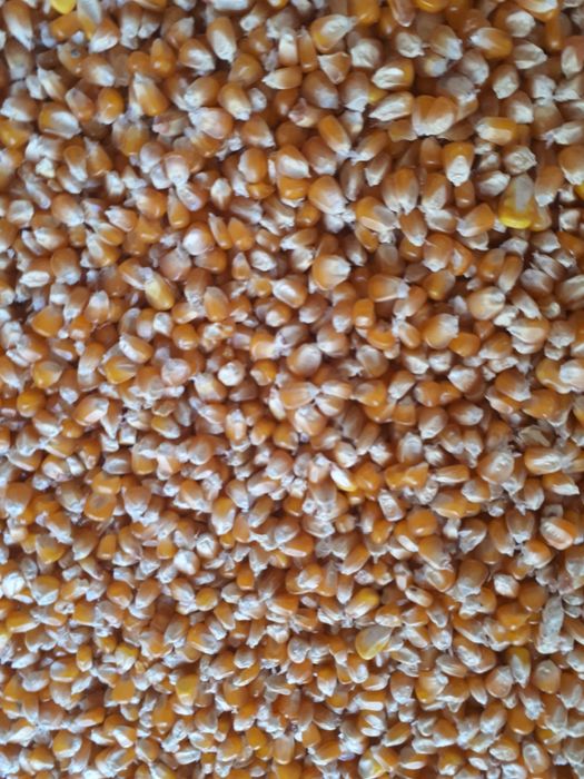 Vand PORUMB BOB STICLOS(moldovenesc)