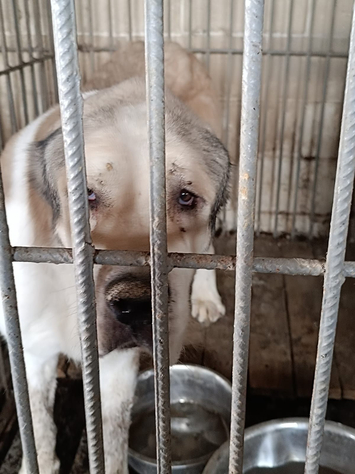 Люди пОмоГиТе наЙти старых и болееответственых новых хозяев