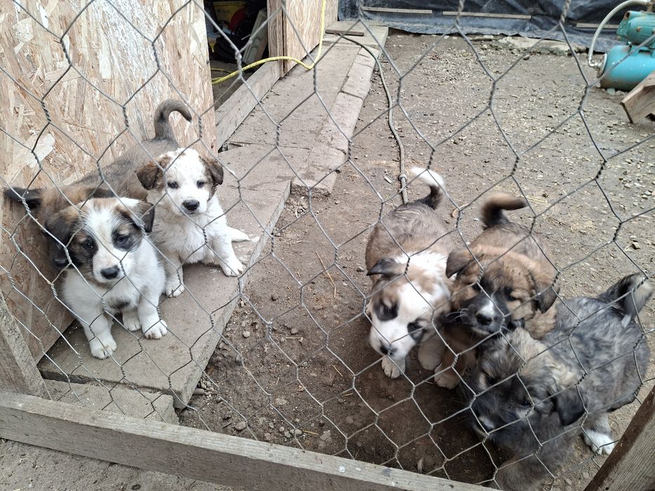 Donez Căței,  rasa ciobanesc