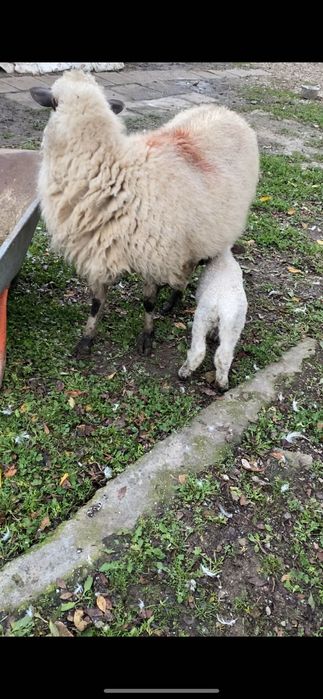 De vânzare oaie cu miel foarte bună de lapte detalii la telefon