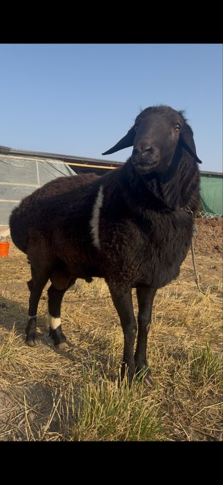 Кучкор сотилади