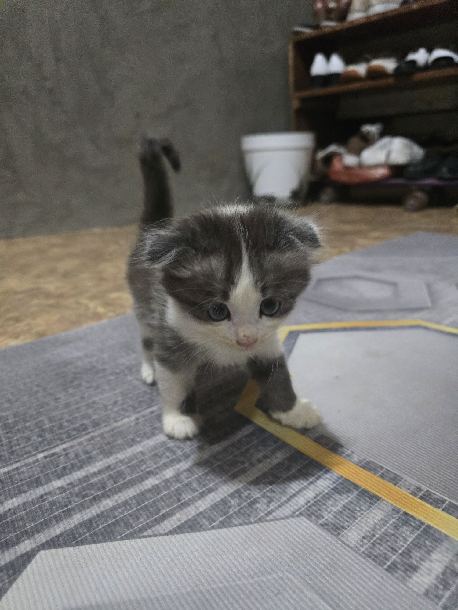 Котята хорошее...