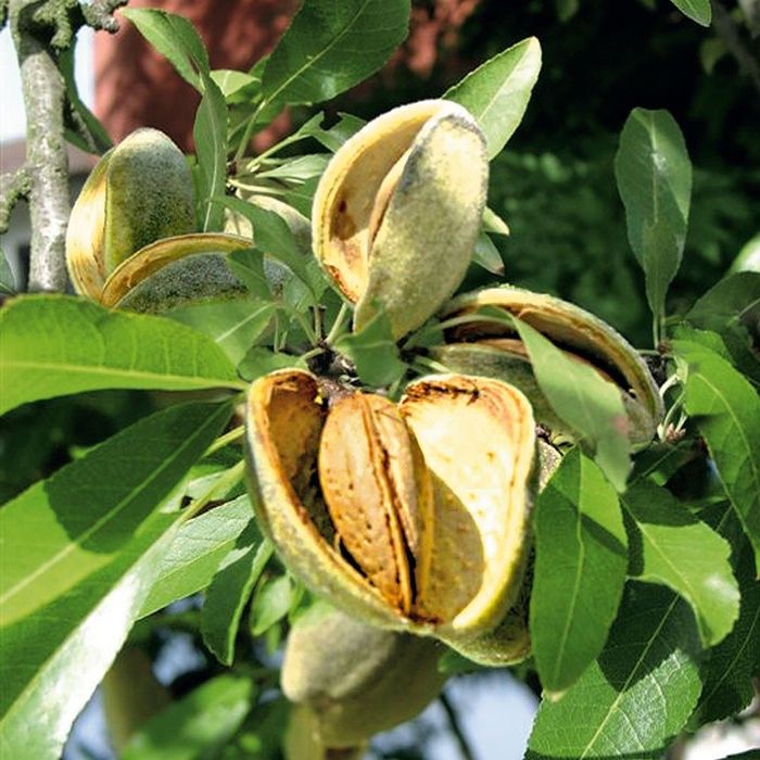 Migdal SUPER NOVA ambalat 5+1 gratis