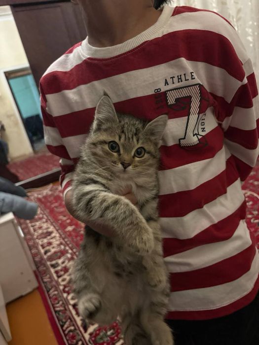 Mushuk tenkinga beriladi