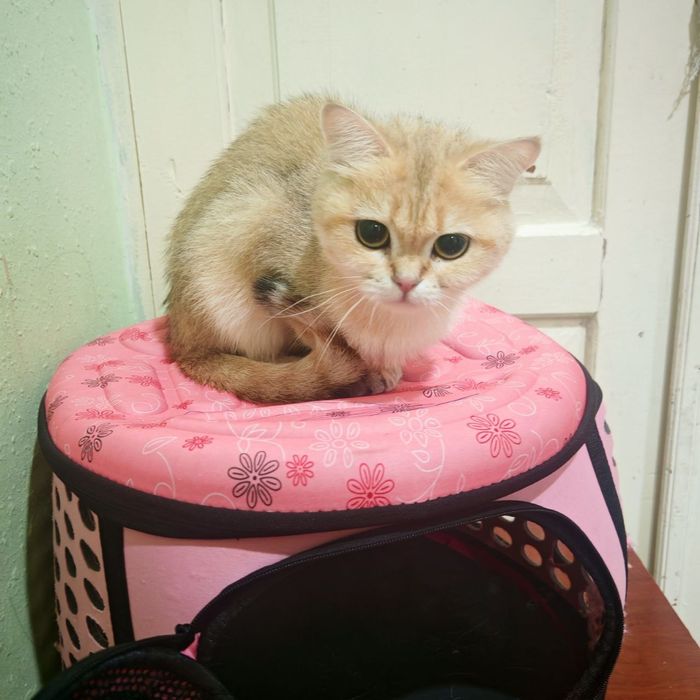 Британский залатой шиншилла