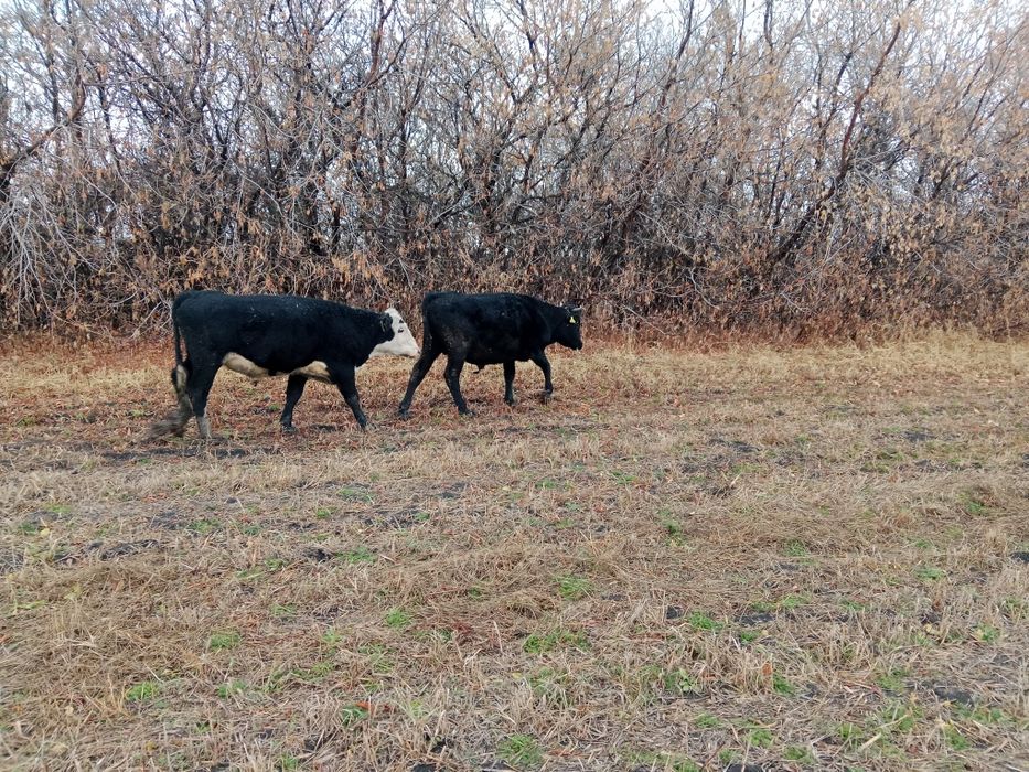 Продам бычков 11 голов