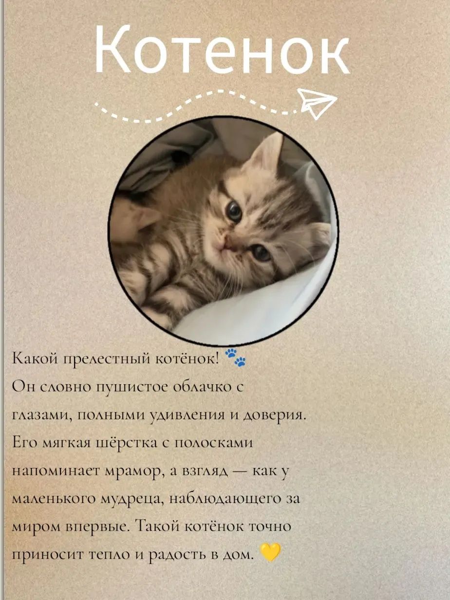 Продаётся чудо котёнок