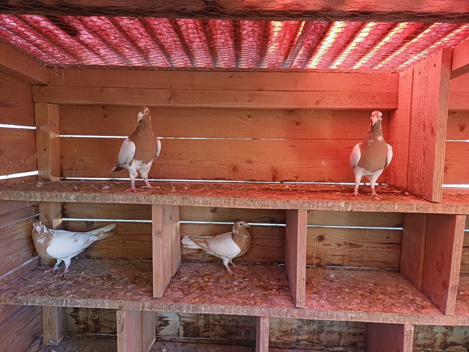 Porumbei voiajori sport meulemans