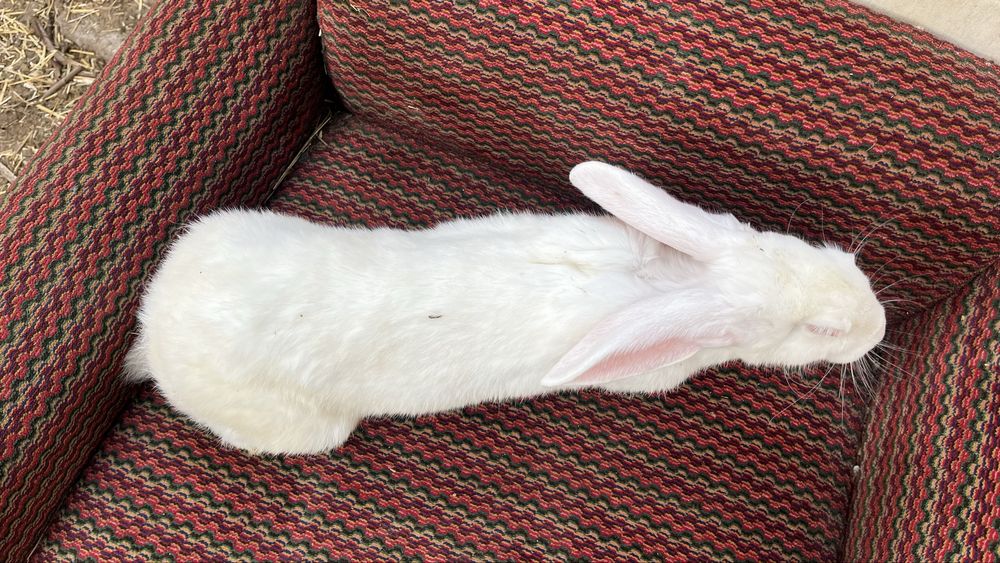 Продаются кролики полувеликаны Куйонлар сотилади