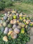 Продам тыкву домашнюю