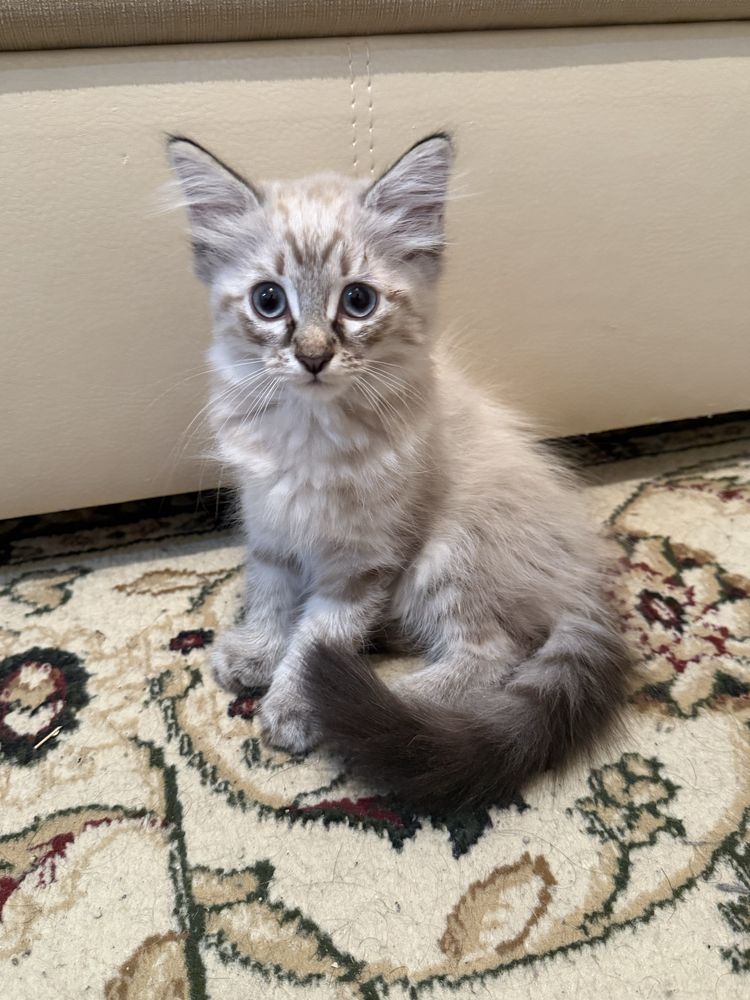 Котенок Люциус с документами!
