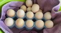 Инкубационные яйца  брессгальских пород кур