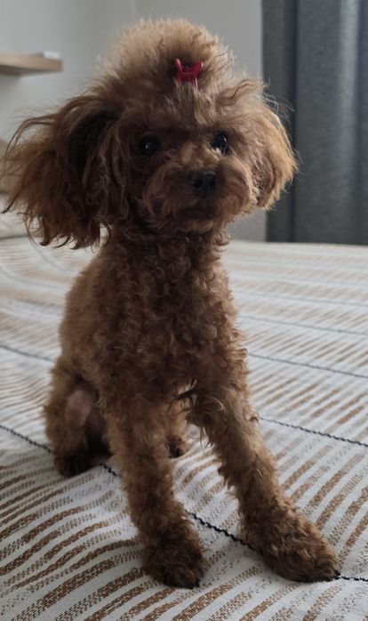 Китайски тикъп пудел момиче.