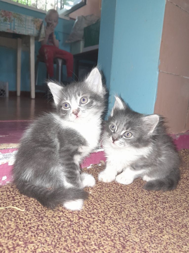 Котята скотиш страйт