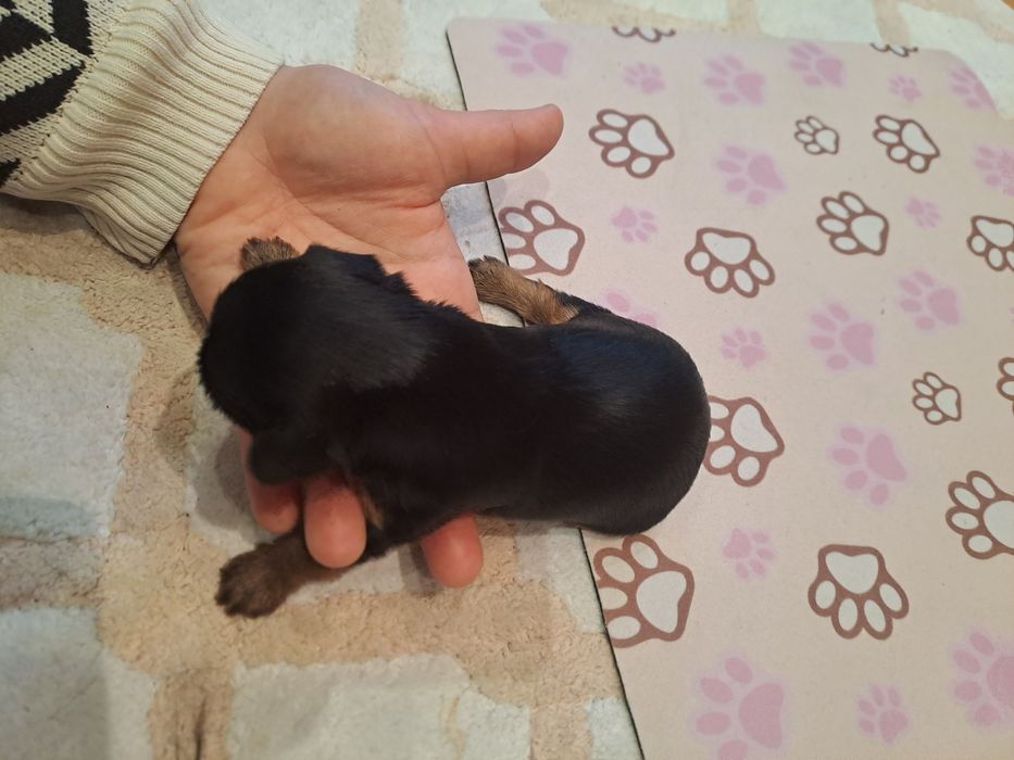 Мини Йоркшири  чистокръвни