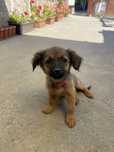 Catelusa de adoptie
