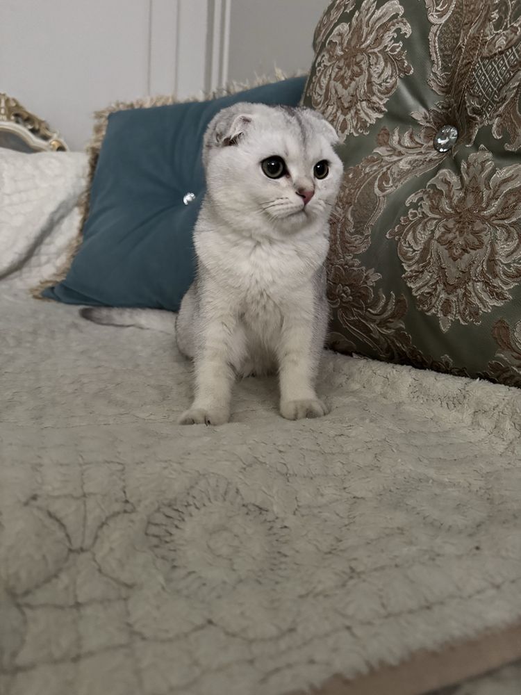 Животные