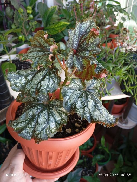 Продам комнатные растения