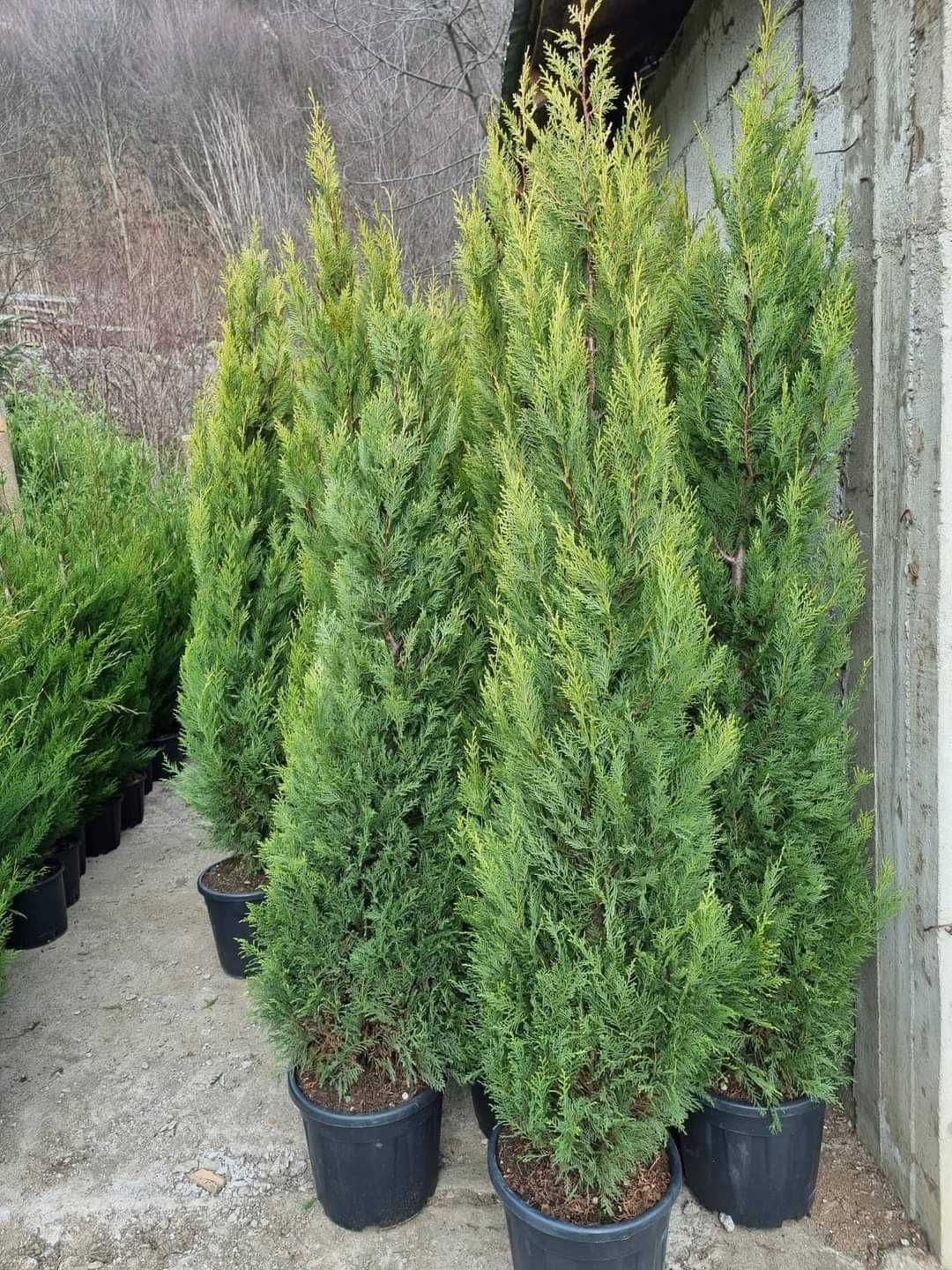 Leylandii Cupressocyparis 2.70-3m