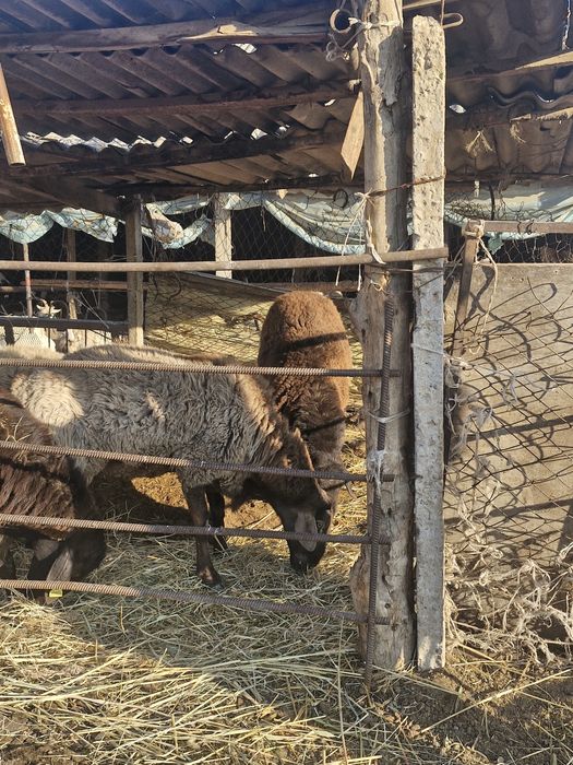 Қошкарлар екі жарым жас