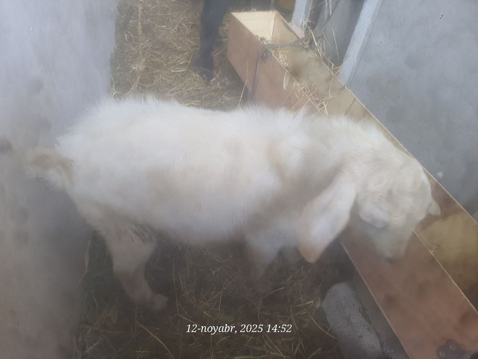 Така улок сотилади пародали эчкини боласи