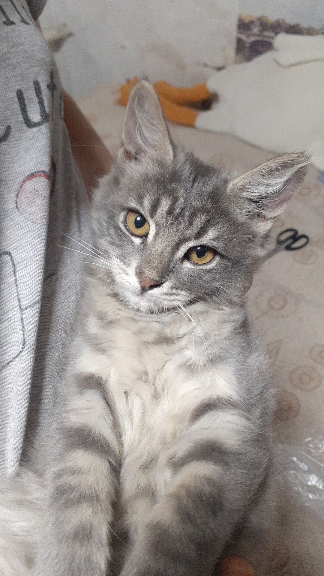 Котёнок девочка 3 месяца