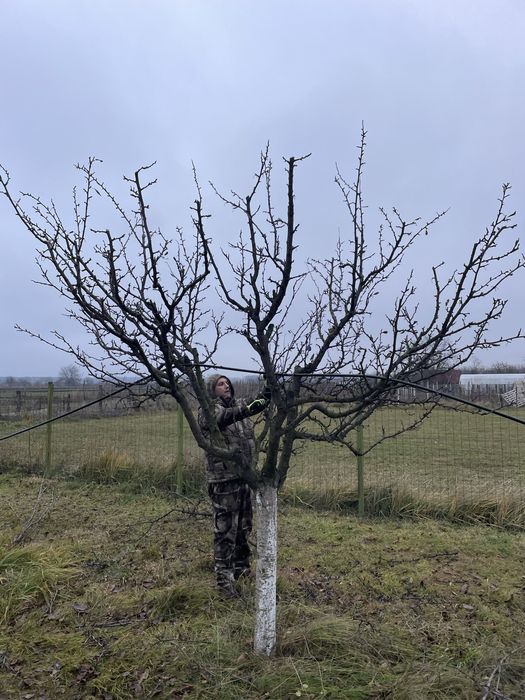 Cosmetizari pomi fructiferi si plante ornamentale