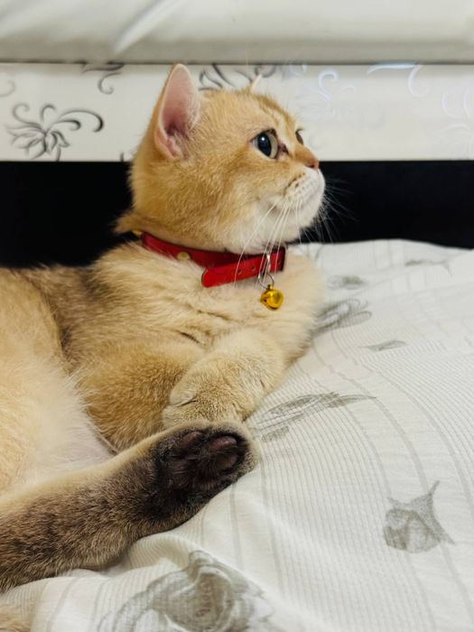 Золотая шиншилла