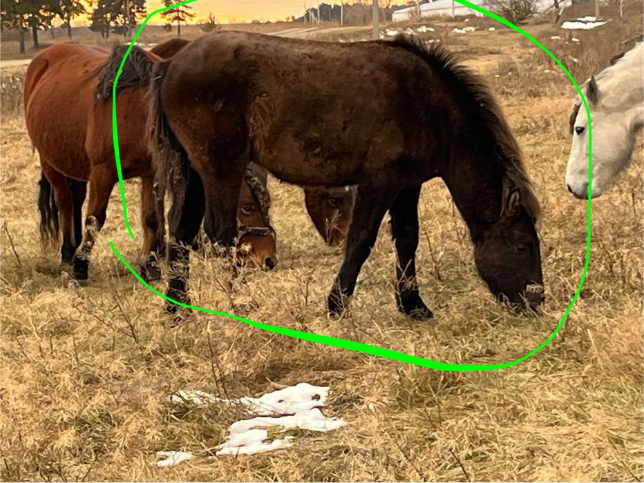 Продам 4 жеребенка