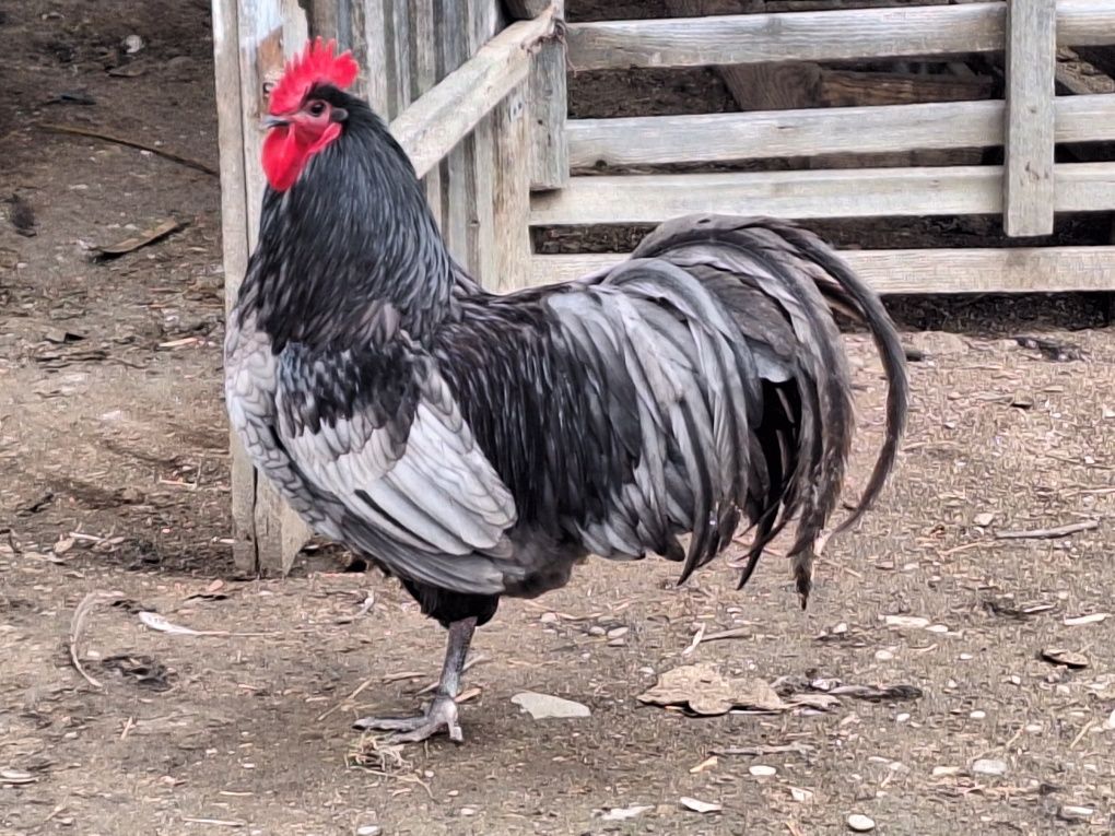 Oua de gaina proaspete pt consum sau incubat rasa australorp