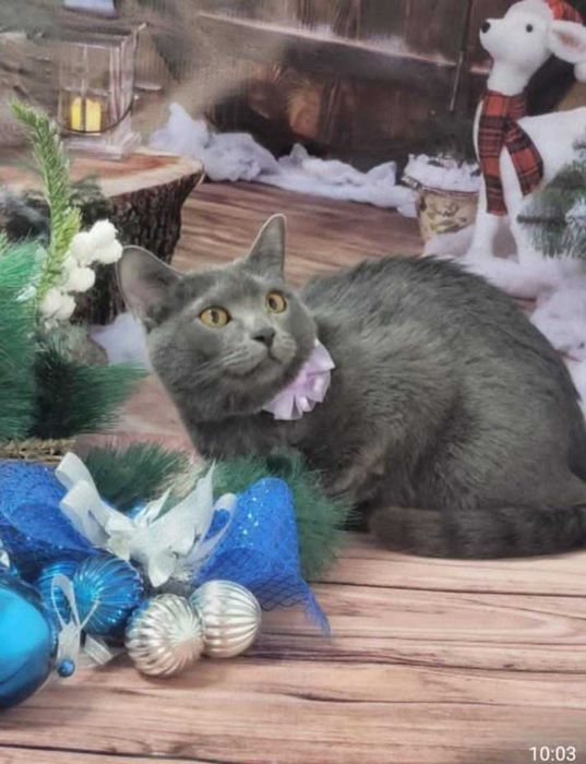 Стерилизованная кошечка ищет дом