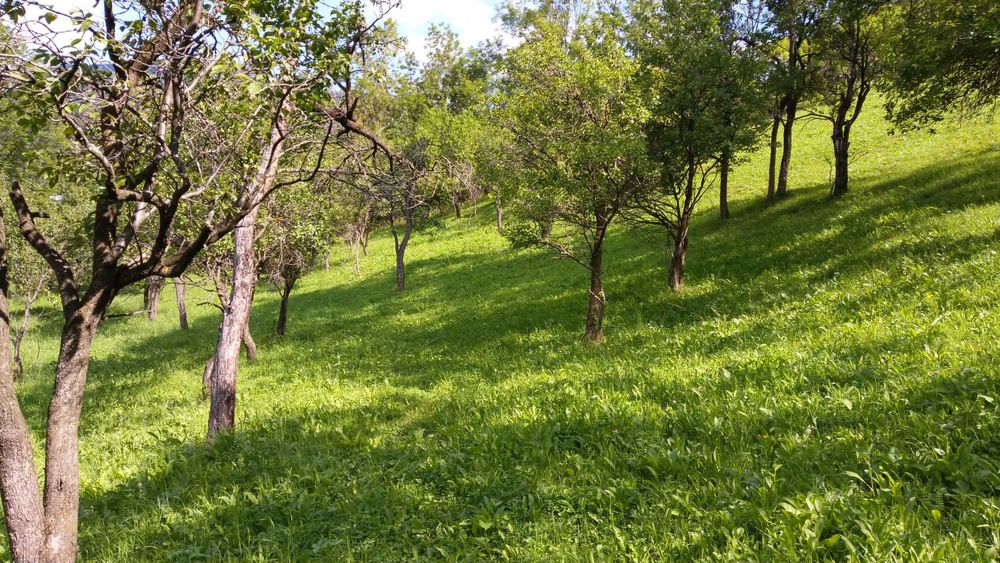 teren intravilan,4350m,Posada-Sinaia,intrare deschidere-DN1,11e/mp fix