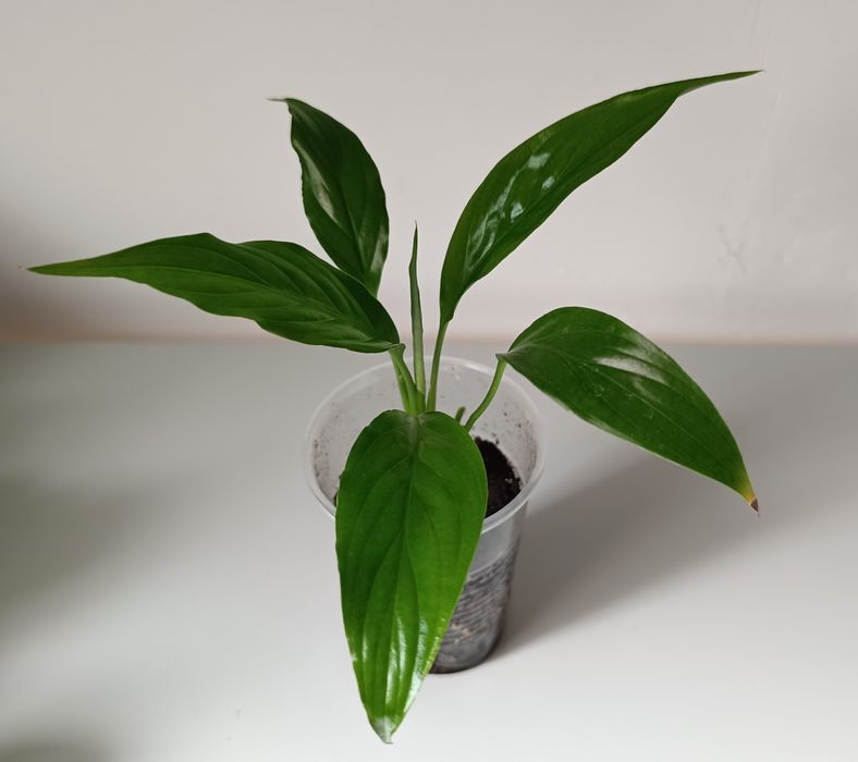 Продам спатифиллум