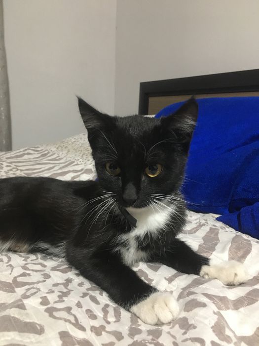 отдам котика в заботливые руки