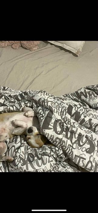 Продавам чихуахуа